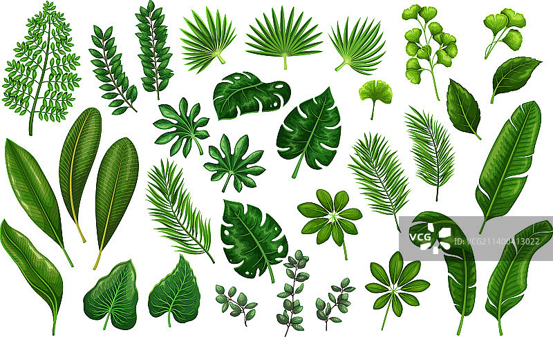 热带树叶图片素材