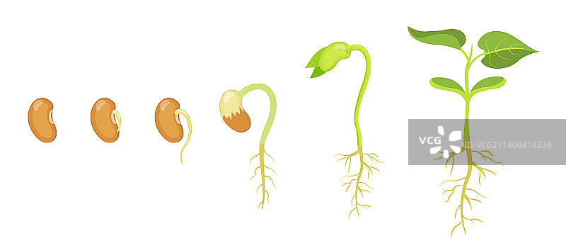 豆类种子萌发和发育阶段图片素材
