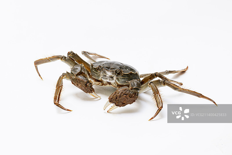 白色背景上的鲜活大闸蟹图片素材