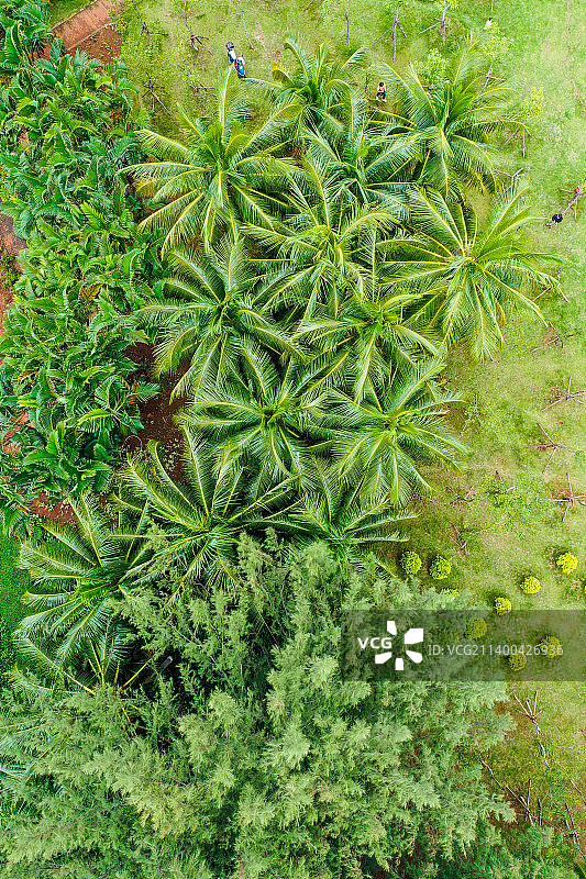 航拍海南海口街心广场绿地 热带植物绿化带图片素材