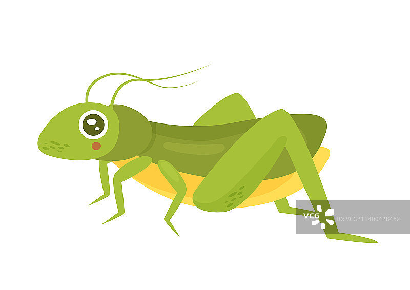 蚱蜢蝗虫昆虫图片素材