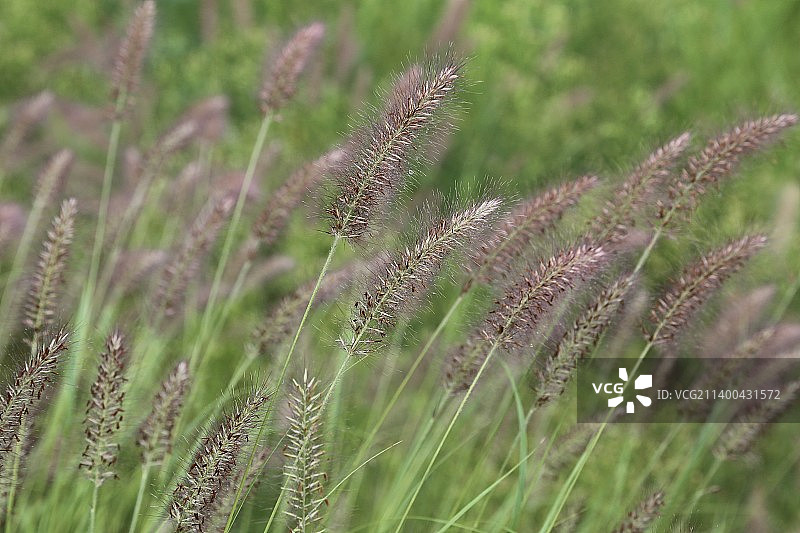 小草·雨中漫步图片素材
