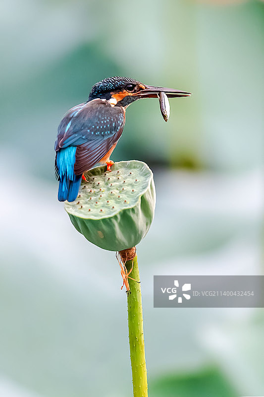饱餐一顿•翠鸟图片素材