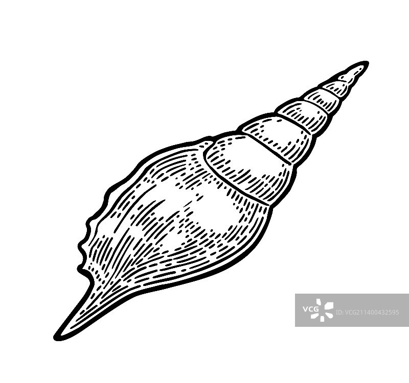 彩色雕刻复古海螺图片素材