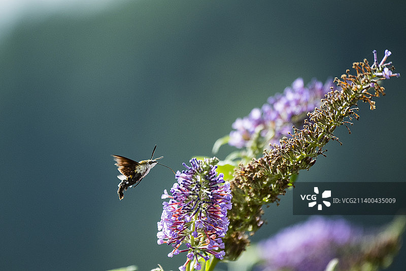 蜂鸟鹰蛾图片素材