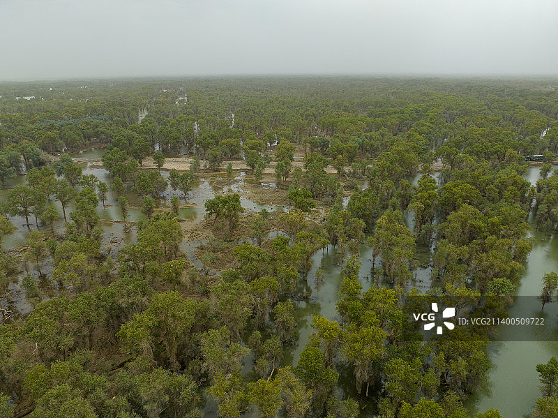 航拍新疆轮台塔里木胡杨林公园图片素材