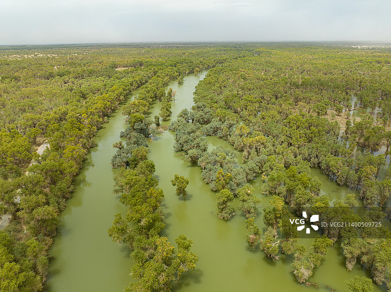 航拍新疆轮台塔里木胡杨林公园图片素材