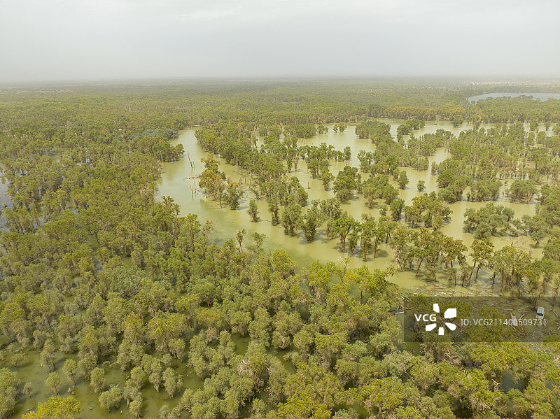 航拍新疆轮台塔里木胡杨林公园图片素材
