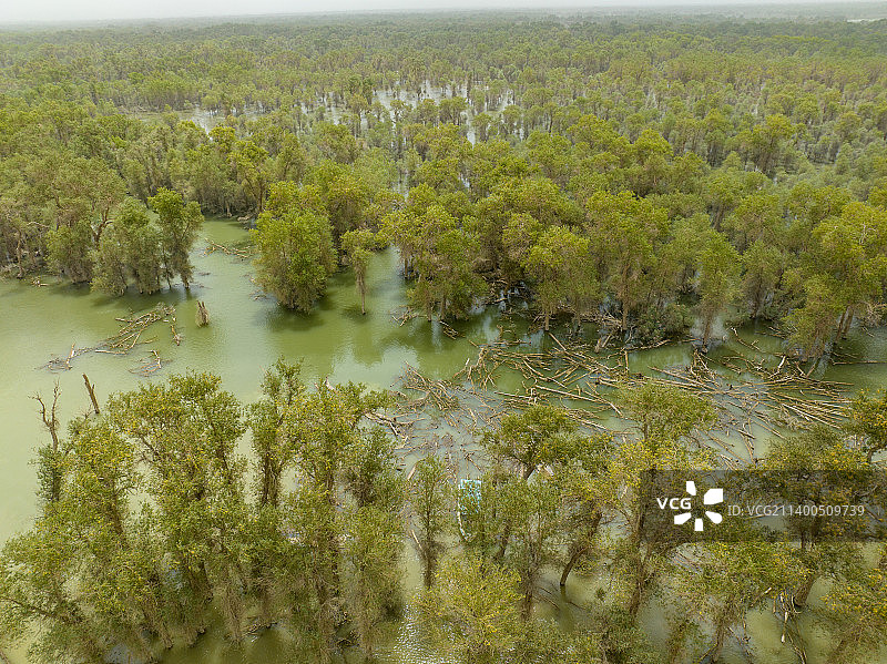 航拍新疆轮台塔里木胡杨林公园图片素材