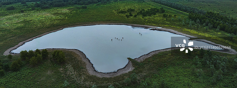 荆州石首麋鹿图片素材