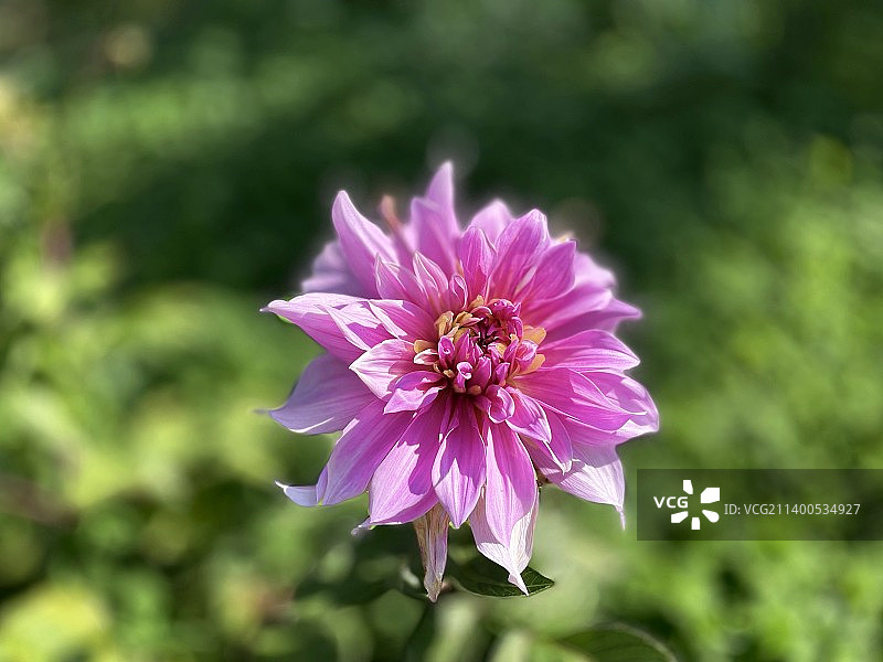 粉色的大丽花图片素材