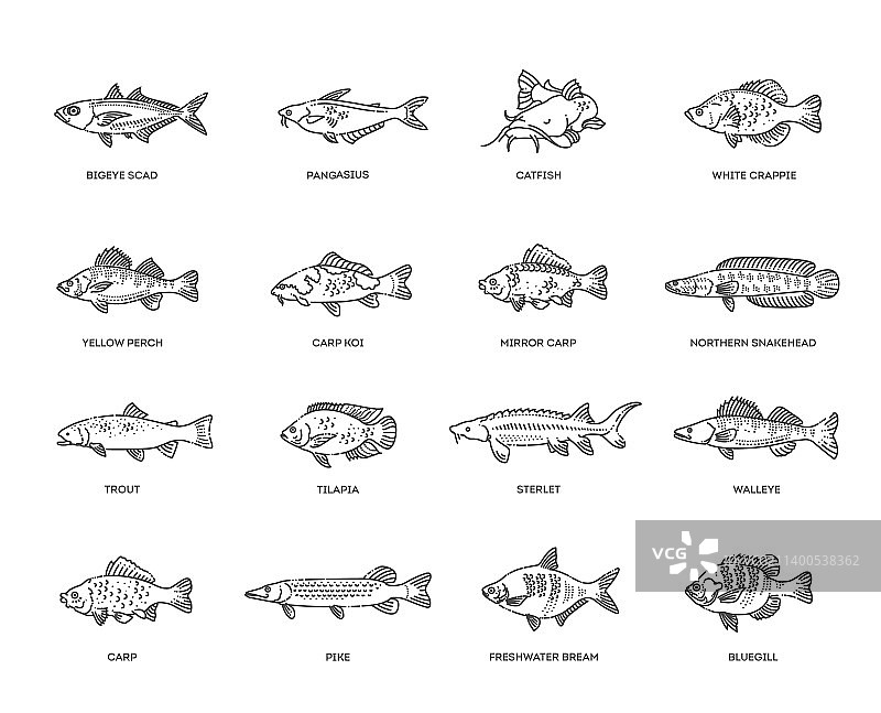 可食用淡水鱼种类图片素材