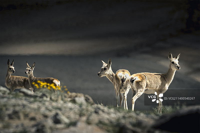藏原羚图片素材