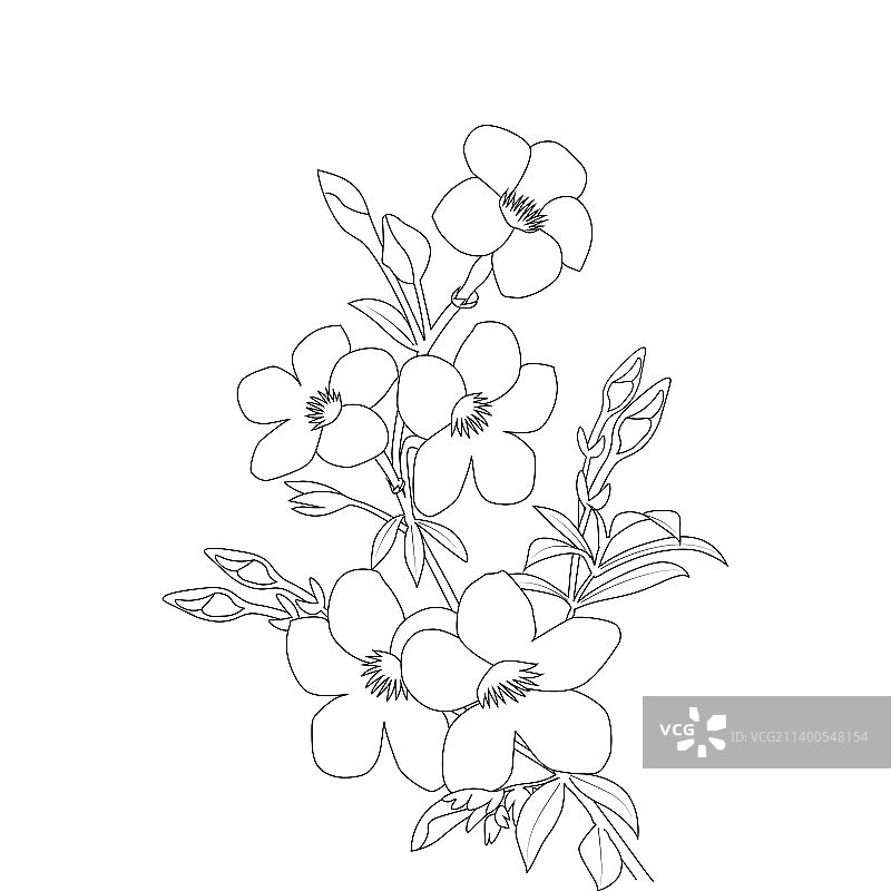 黄蝉花填色页线条艺术图片素材