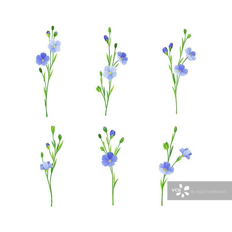 蓝色亚麻花胡麻花野生系列图片素材