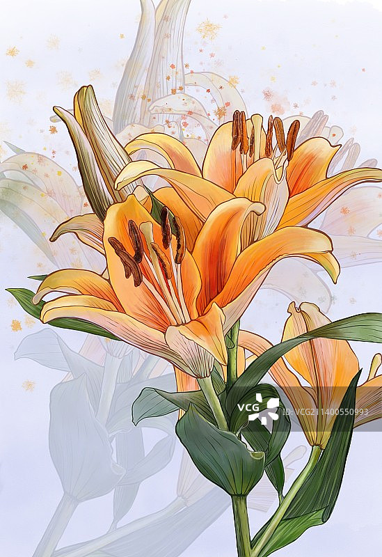 百合花图片素材