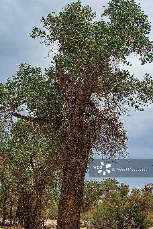 新疆塔里木胡杨林图片素材