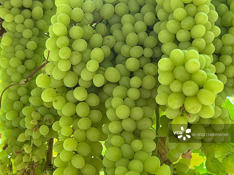 新疆吐鲁番葡萄图片素材