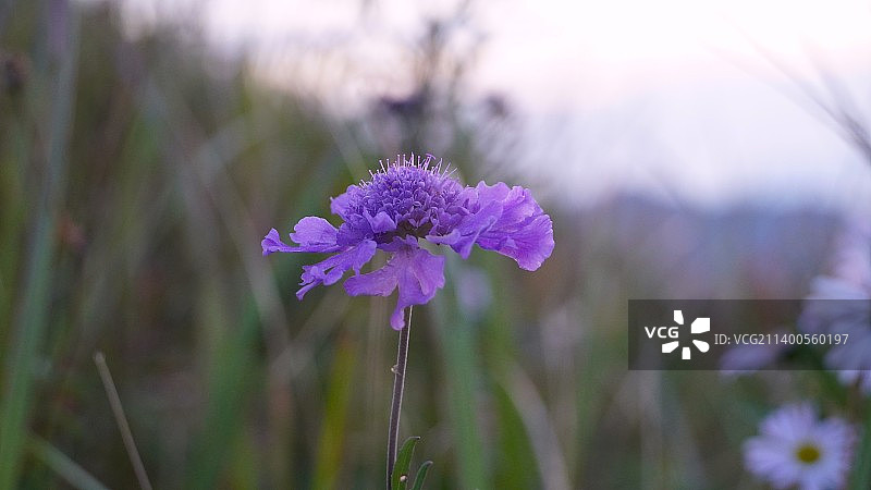 蓝盆花图片素材