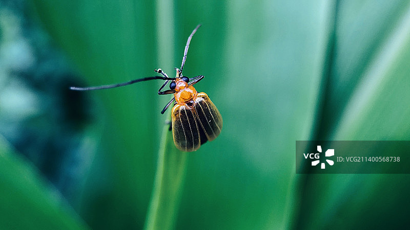 昆虫在植物上的特写图片素材