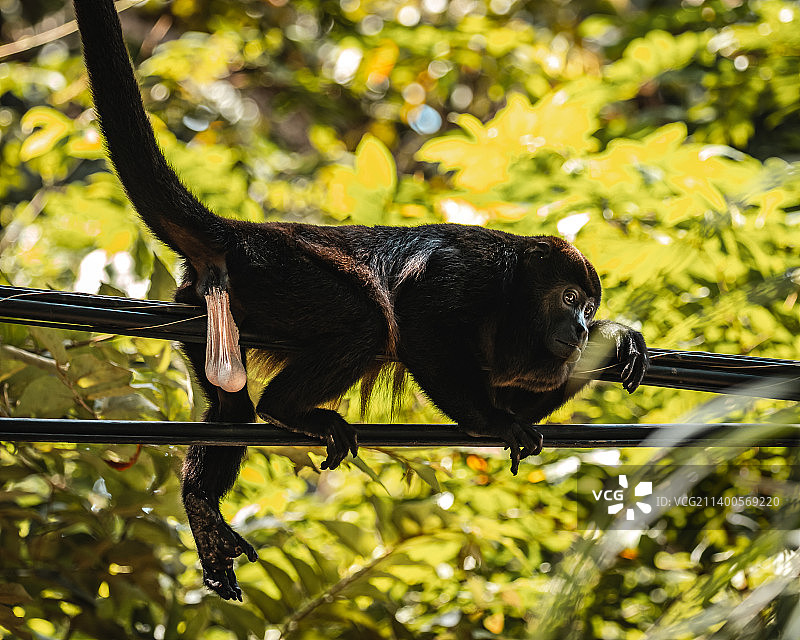 低角度看吼猴坐在树枝上，哥斯达黎加图片素材