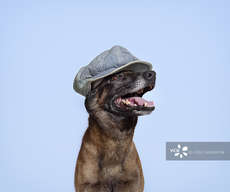 戴蓝色帽子，站在蓝色背景下的有趣的马里努阿犬图片素材