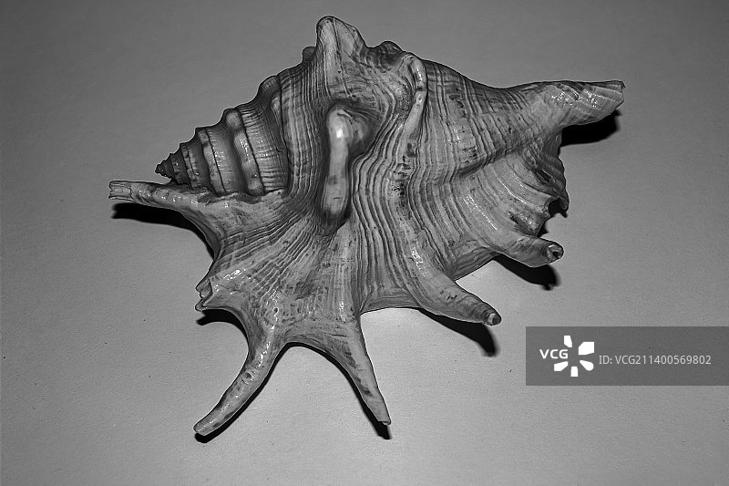 灰色背景下的动物外壳特写图片素材