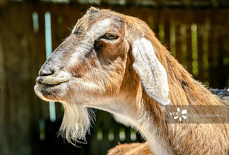 山羊特写，美国田纳西州纳什维尔图片素材