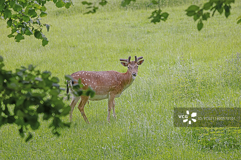 站在田野上的黇鹿 портрет图片素材