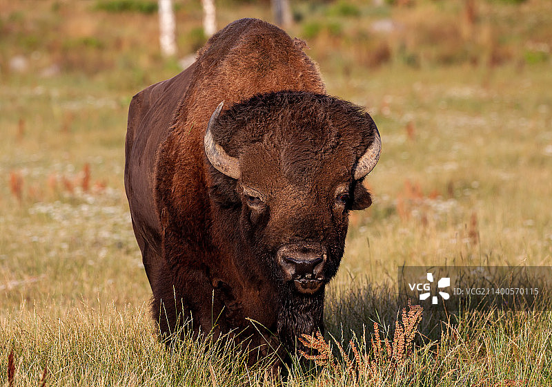 奶牛站在田野上的肖像图片素材