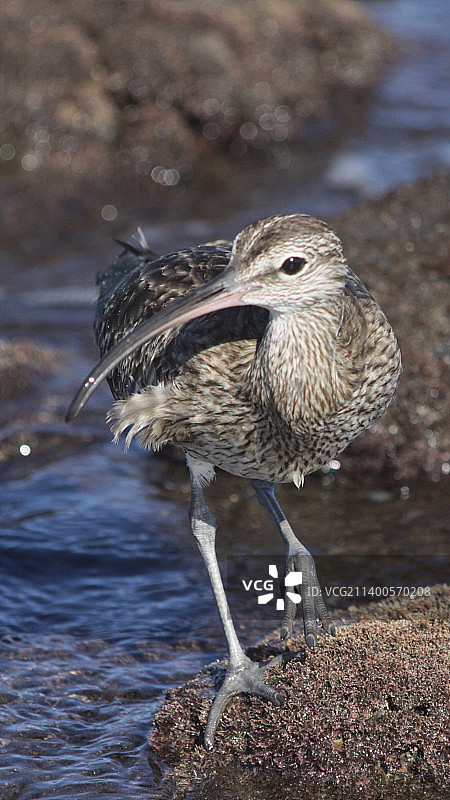 西班牙特内里费岛圣克鲁斯岩石上的鹬鸟特写图片素材
