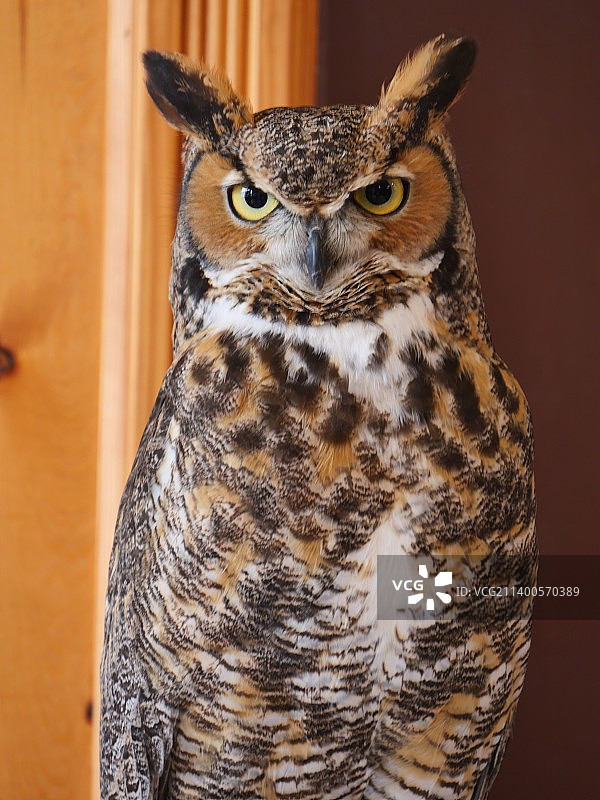 靠墙的大角雕鸮特写肖像图片素材