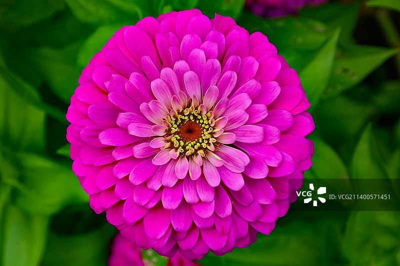 粉红色花朵的特写图片素材