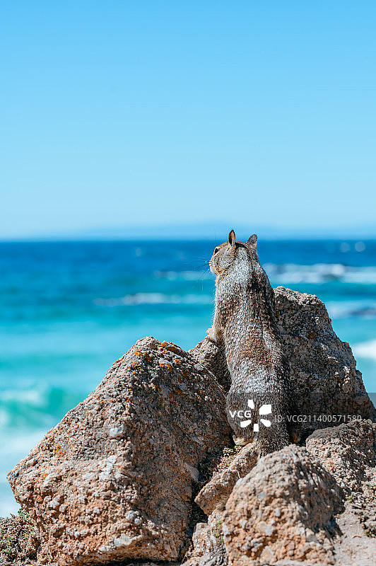 海滩岩石在晴朗天空背景下特写图片素材