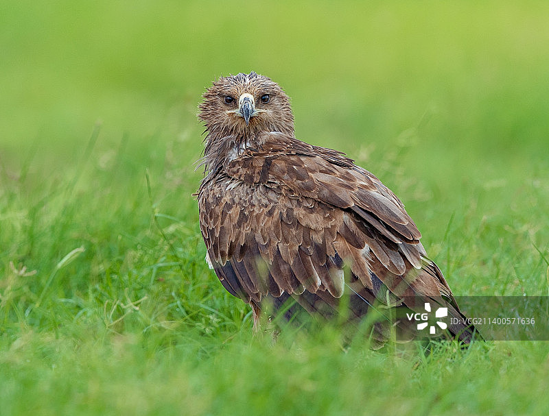 在印度塔尔沙漠拍摄到的黄褐色鹰图片素材