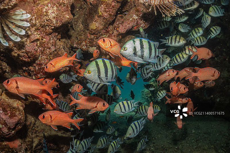 在红海中游动的彩色鱼，以色列埃拉特图片素材