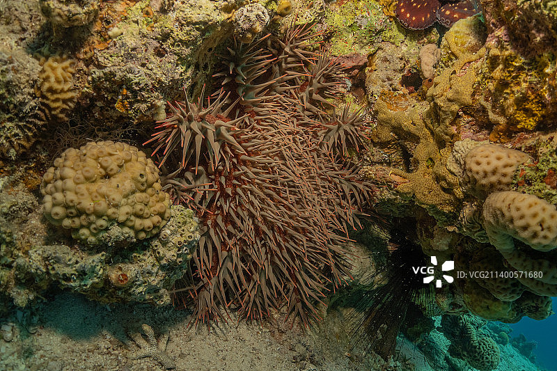 红海的珊瑚礁和水生植物，以色列埃拉特图片素材