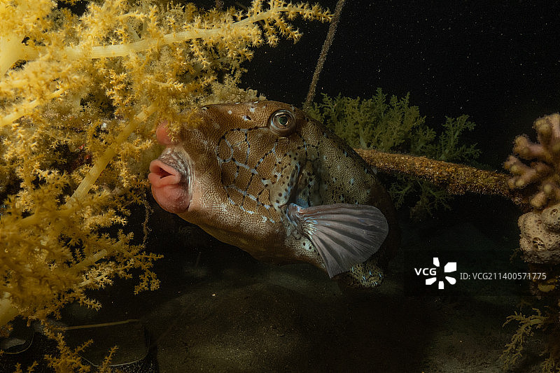 在红海中游动的彩色鱼，以色列埃拉特图片素材