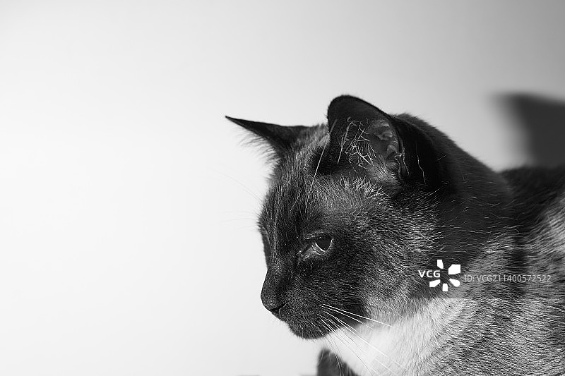 猫咪在白色背景前坐着的特写，阿根廷布宜诺斯艾利斯图片素材