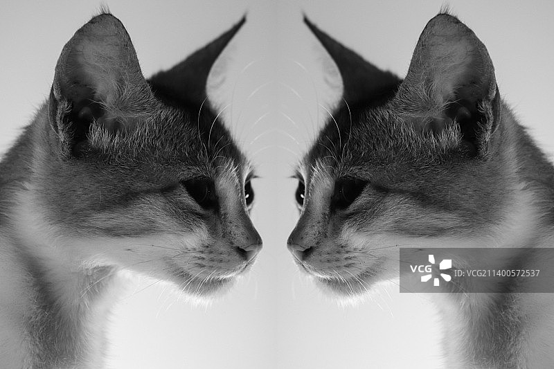 斯里兰卡白色背景下的猫咪特写图片素材