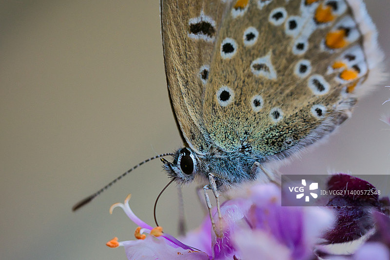 蝴蝶在花上授粉的特写图片素材