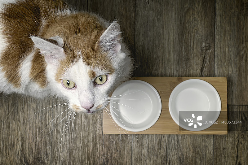 在德国，一只好奇地看着相机的滑稽长毛猫站在双食盆旁边图片素材
