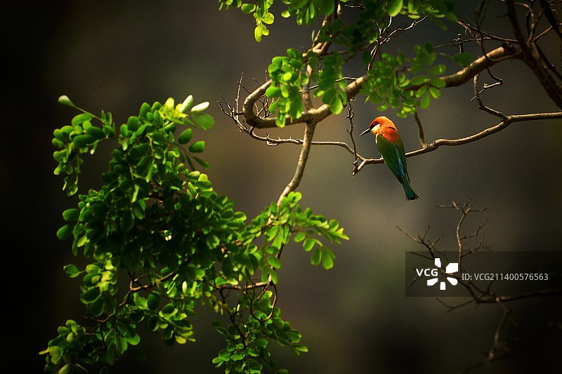 低角度看丁香栖息在树上图片素材