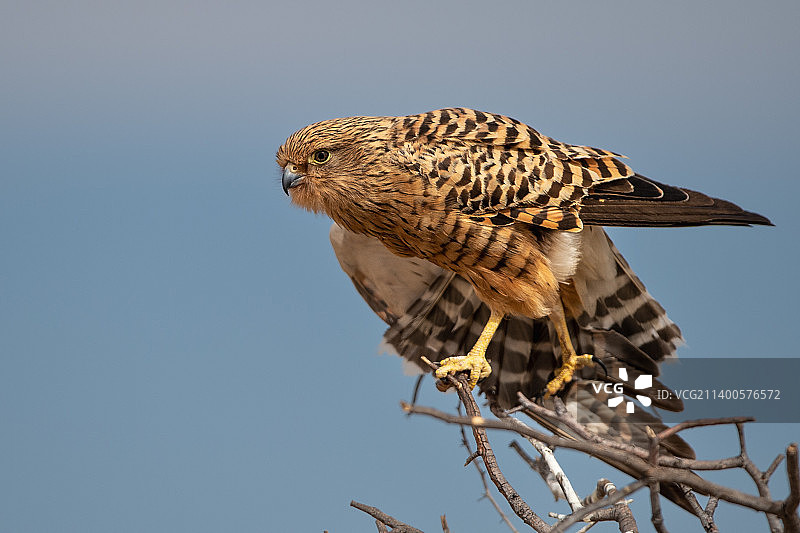 卡拉哈迪跨境公园中，老鹰栖息在树枝上的低角度视图图片素材