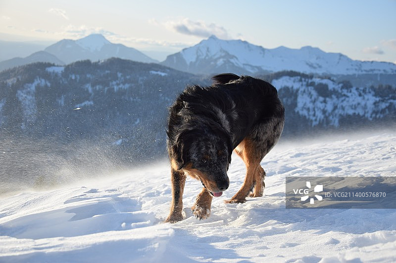 伯恩山犬在雪地行走（后视图）图片素材