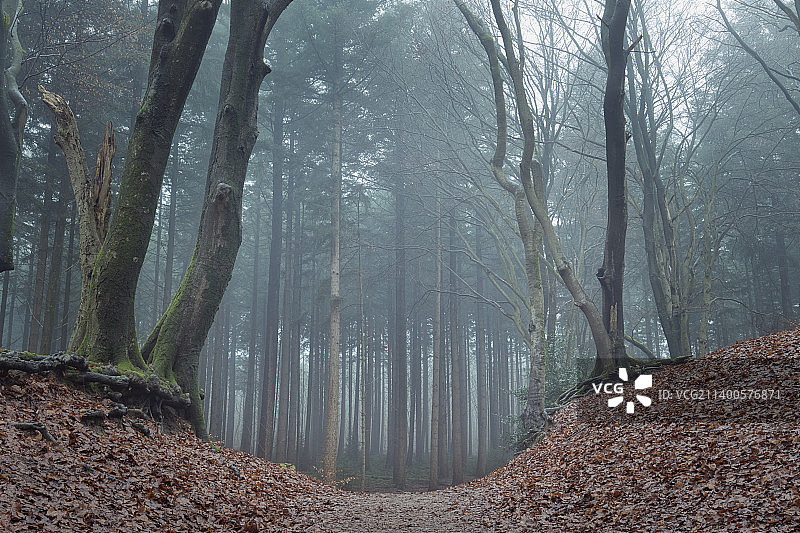 荷兰加德伦秋季森林中的树木图片素材