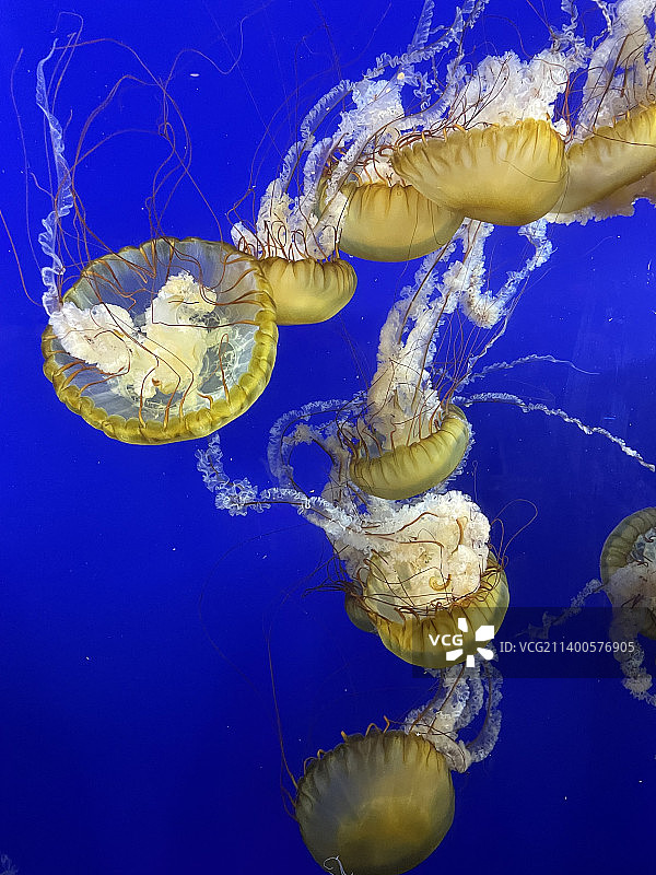 海中游泳的水母特写，华盛顿州塔科马，美国图片素材