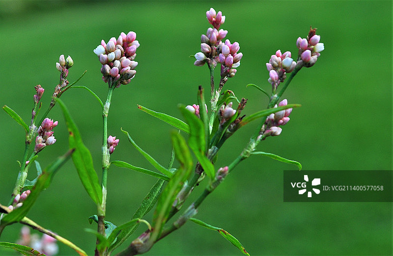 粉红色开花植物的特写图片素材