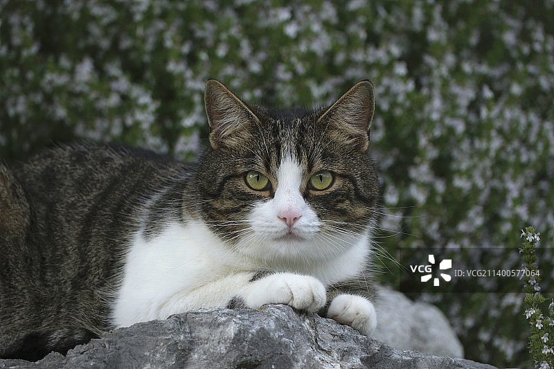 猫坐在户外的特写肖像图片素材