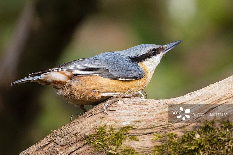 栖息在英国戈斯福斯自然保护区木头上的䴓特写图片素材